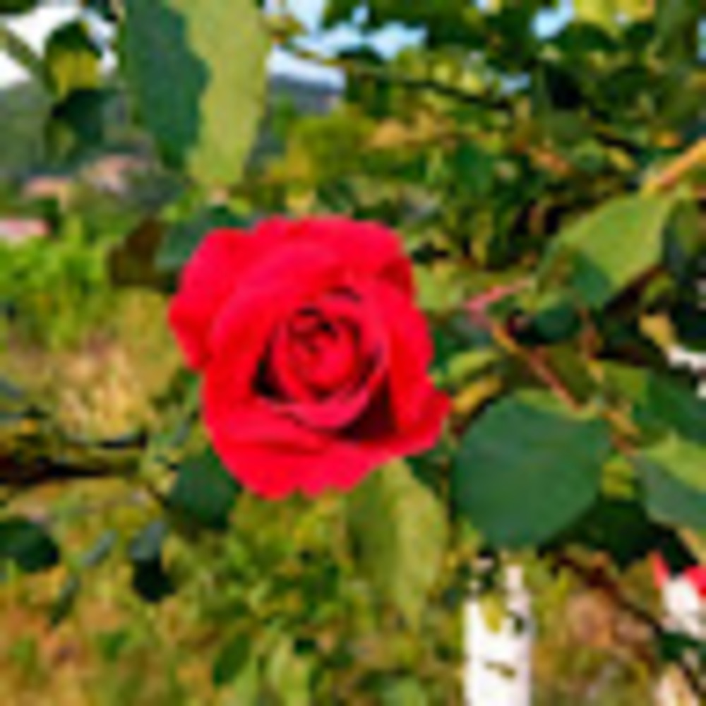 Meet your Posher, Luz